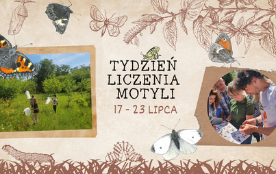 Zdjęcie do Tydzień Liczenia Motyli - 17-23 lipca 2023 r.