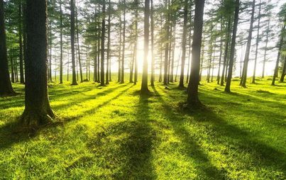 Zdjęcie do Wielkoobszarowa Inwentaryzacja Stanu Lasu w kraju w latach 2020-2024
